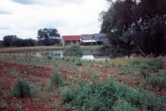 Summer 1992 Pond near Hollier's Barn.