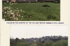 Fields in the centre of the village where animals still graze.