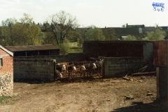 Holliers Farm cattle, North Street.