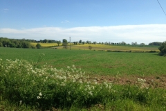 Fields-turning-yellow-with-oilseed-rape