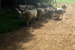 Life-goes-on-unconcerned-sheep