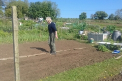 Digging for Victory! Trixie Hill planting seeds on her allotment. May 6 2020
