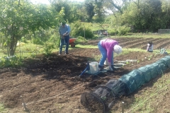 Digging for Victory! Ken and Trish Lusted cultivationg the soils and planting cabbage plants on their allotment. May 6 2020