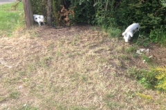 Piggies-for-victory-North-Street