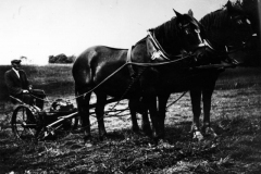 1930s Will West and team of Suffolk Punches.