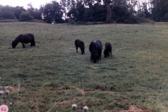 1986 Mrs. Joan Fleming's ponies in a field east of Pack Lane and north of the brook.