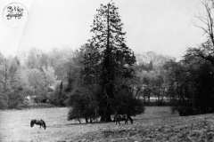 1920s.